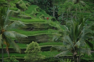 O běhání na Bali O běhání na Bali