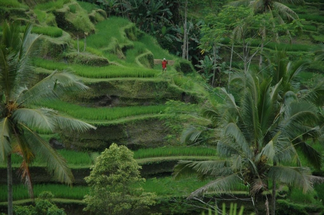 O běhání na Bali 